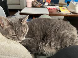 Reunited Female Cat last seen Fulton and bush, Vallejo, CA 94591