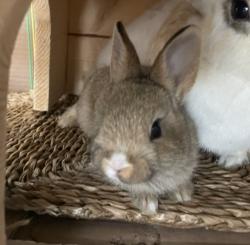 Shelter Stray Female Other last seen , 957 N Gaffey St, San Pedro, CA 90731, USA