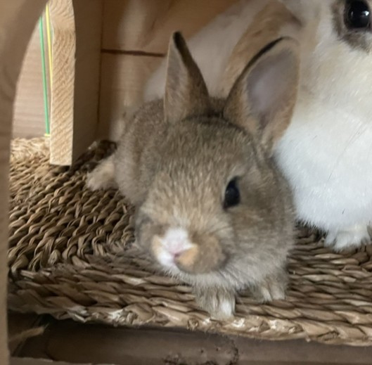 Shelter Stray Female Other last seen , 957 N Gaffey St, San Pedro, CA 90731, USA