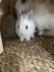 Shelter Stray Male Other last seen , 957 N Gaffey St, San Pedro, CA 90731, USA