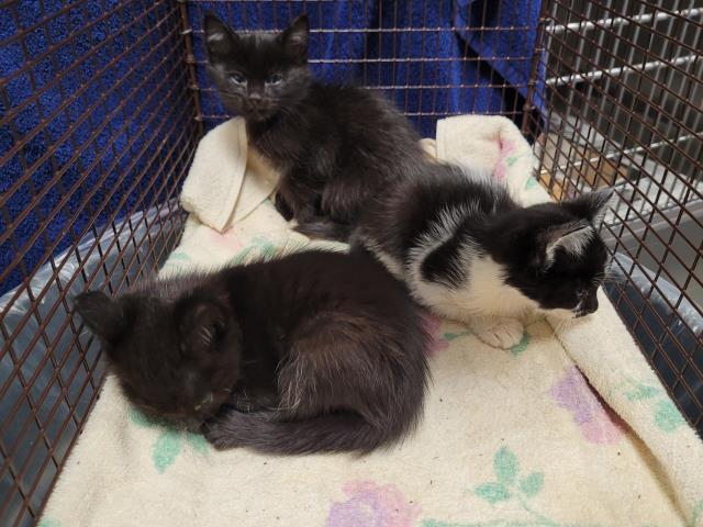 Shelter Stray Female Cat last seen , 957 N Gaffey St, San Pedro, CA 90731, USA