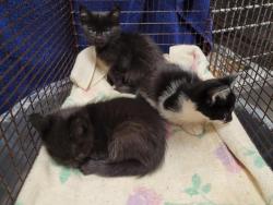 Shelter Stray Female Cat last seen , 957 N Gaffey St, San Pedro, CA 90731, USA