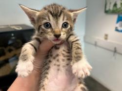 Shelter Stray Female Cat last seen , West Valley Animal Shelter, 20655 Plummer St, Chatsworth, CA 91311, USA