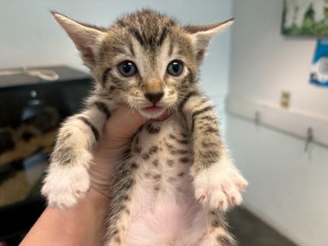 Shelter Stray Female Cat last seen , West Valley Animal Shelter, 20655 Plummer St, Chatsworth, CA 91311, USA