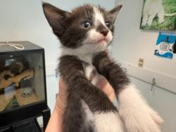 Shelter Stray Female Cat last seen , West Valley Animal Shelter, 20655 Plummer St, Chatsworth, CA 91311, USA