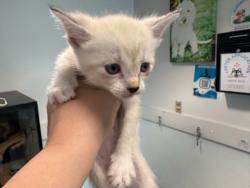 Shelter Stray Female Cat last seen , West Valley Animal Shelter, 20655 Plummer St, Chatsworth, CA 91311, USA