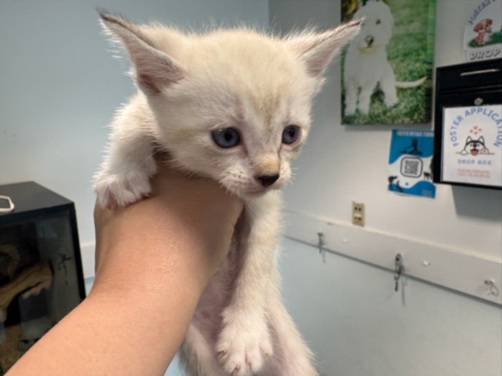 Shelter Stray Female Cat last seen , West Valley Animal Shelter, 20655 Plummer St, Chatsworth, CA 91311, USA