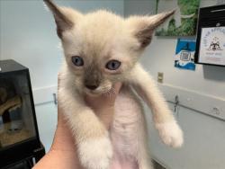 Shelter Stray Male Cat last seen , West Valley Animal Shelter, 20655 Plummer St, Chatsworth, CA 91311, USA