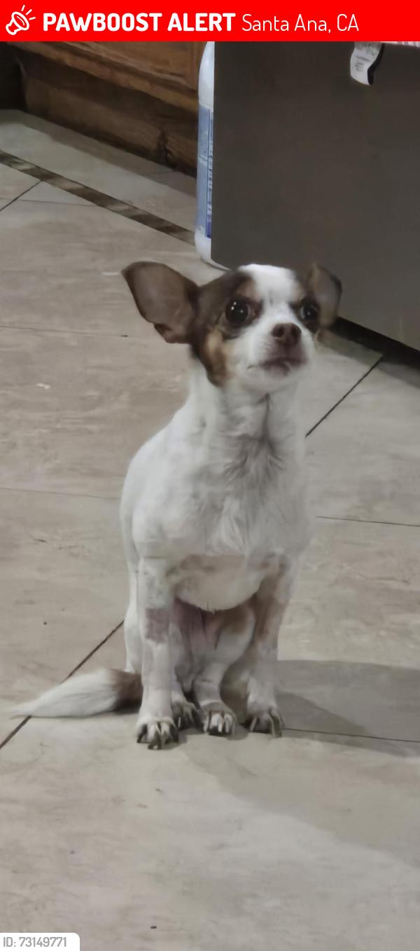 Lost Female Dog last seen S Manitoba Dr, Santa Ana, CA 92704