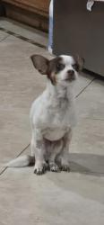 Lost Female Dog last seen S Manitoba Dr, Santa Ana, CA 92704