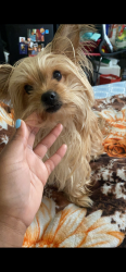 Lost Female Dog last seen Farmdale and exposition, Los Angeles, CA 90016