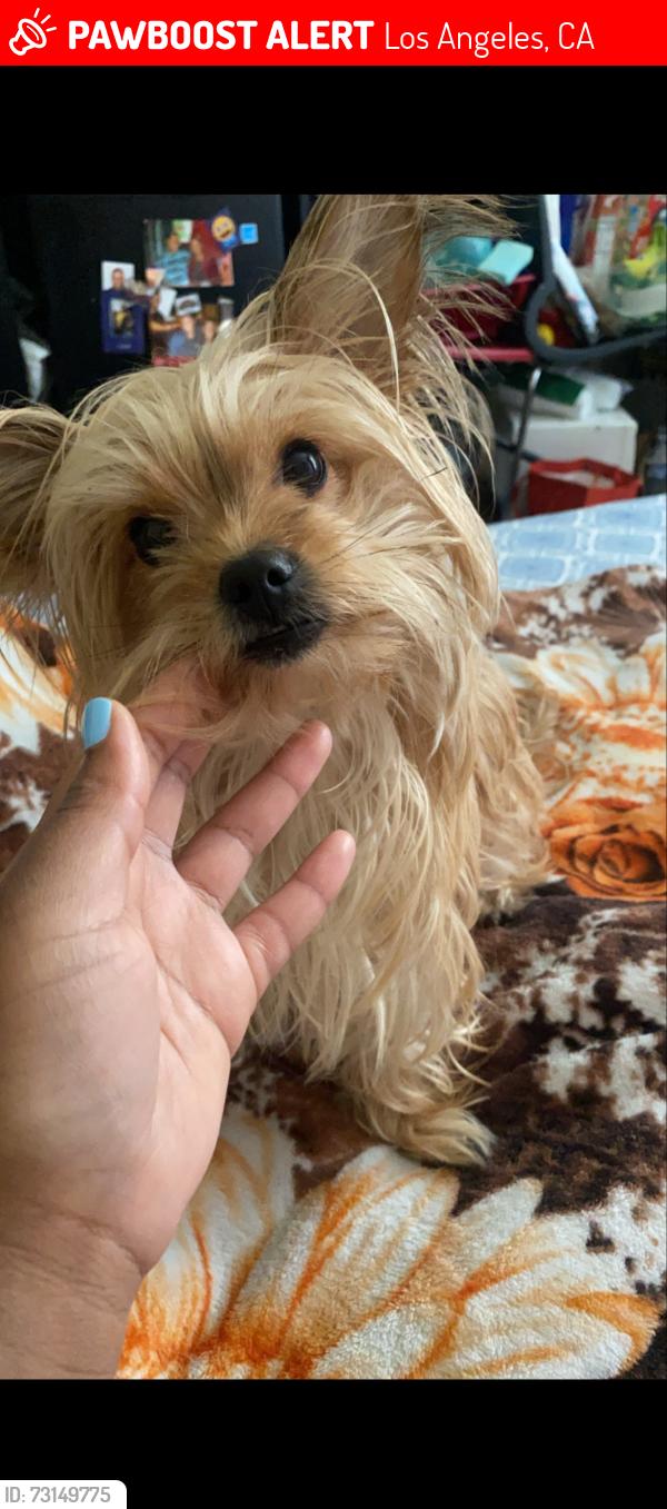 Lost Female Dog last seen Farmdale and exposition, Los Angeles, CA 90016