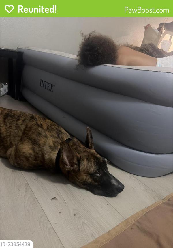 Reunited Male Dog last seen Maryland & flamingo, Las Vegas, NV 89119