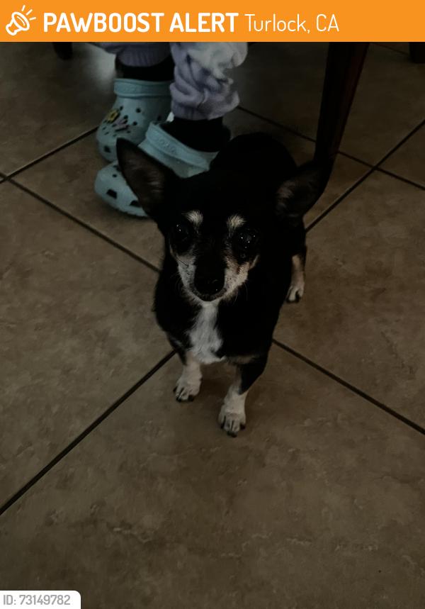Found/Stray Female Dog last seen Sikh Temple, Turlock, CA 95380