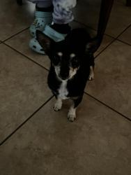 Found/Stray Female Dog last seen Sikh Temple, Turlock, CA 95380