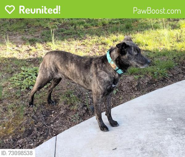 Reunited Female Dog last seen Qualchan Golf Course, Spokane, WA 99224