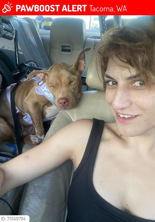 Lost Female Dog last seen 88th s Thompson ave, Tacoma, WA 98408