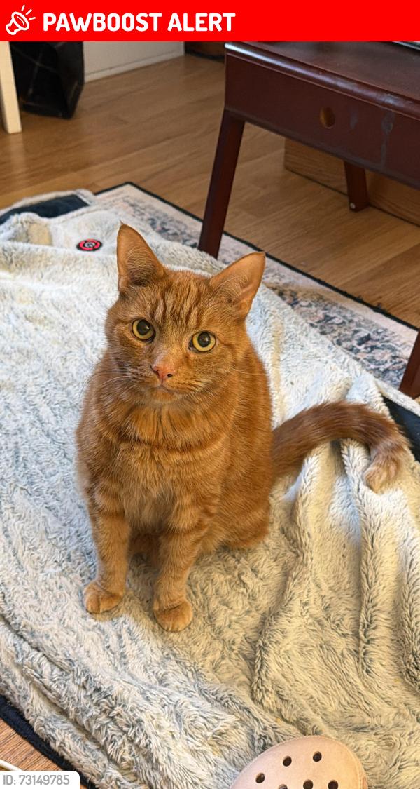 Lost Male Cat last seen Thornton Road, Childwall, Merseyside, England 