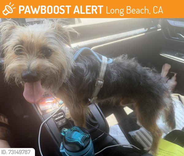 Found/Stray Male Dog last seen North Long Beach, Long Beach, CA 90805