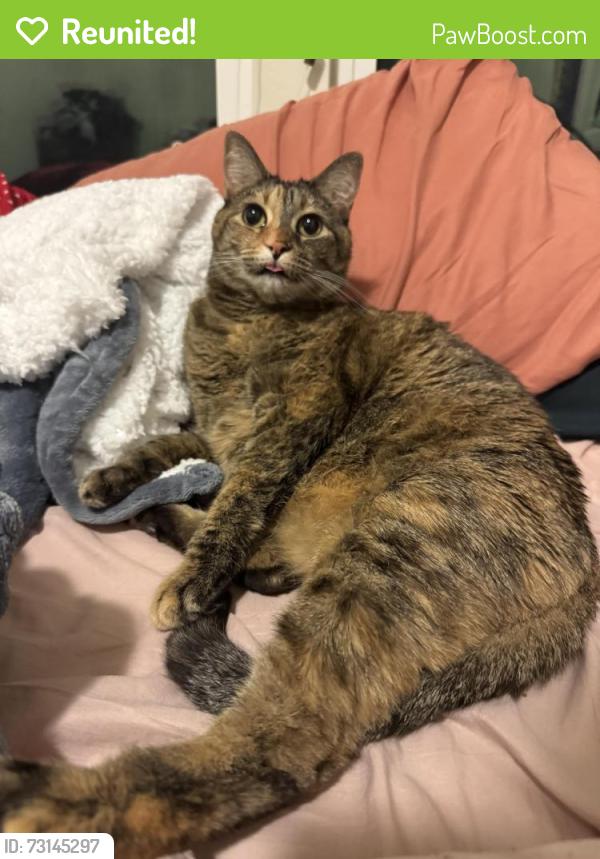 Reunited Female Cat last seen Faddington, Scissor Way - Daybreak, South Jordan, UT 84009