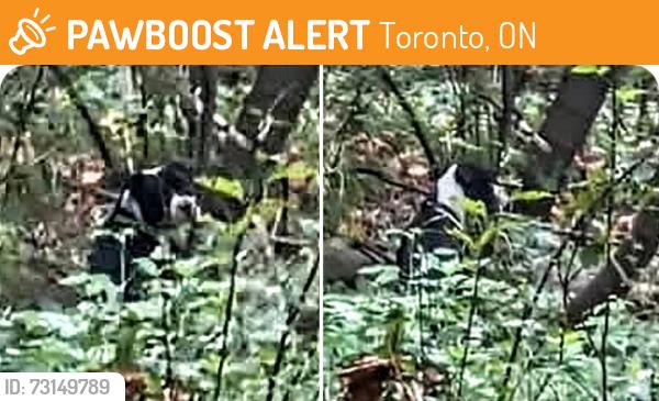 Found/Stray Unknown Dog last seen Regent Park, Toronto, ON 