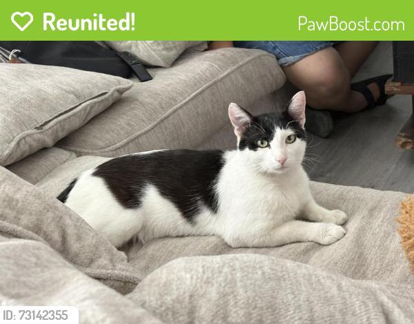 Reunited Male Cat last seen Near Williams St, San Leandro, CA 94577, USA, San Leandro, CA 94577