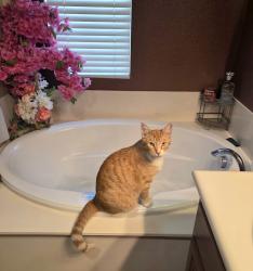 Lost Male Cat last seen Virginia lee rose elementary school, Madera, CA 93638
