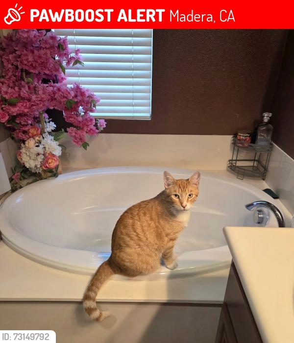 Lost Male Cat last seen Virginia lee rose elementary school, Madera, CA 93638