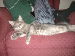 Lost Male Cat last seen Near Washington street, Gridley, CA 95948, Gridley, CA 95948