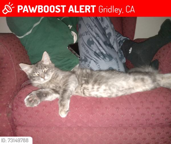 Lost Male Cat last seen Near Washington street, Gridley, CA 95948, Gridley, CA 95948