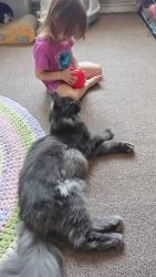 Reunited Male Cat last seen Jessie Road, St Christopher's Road play area, Hampshire, England PO9 3TP