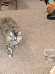 Reunited Female Cat last seen D St SW Tumwater, Tumwater, WA 98512