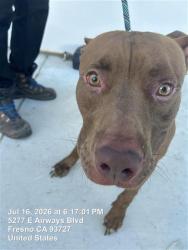 Shelter Stray Male Dog last seen Near BLOCK W WHITES BRIDGE AVE, FRESNO CA 93706, 5277 E Airways Blvd, Fresno, CA 93727, USA