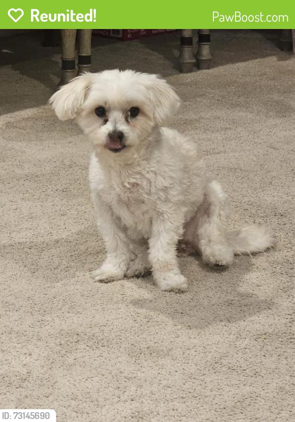 Reunited Female Dog last seen San Antonio Ave and Flora St, Ontario, CA 91762