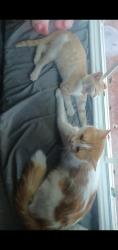 Lost Male Cat last seen N/A, Settlers Village, TX 77449