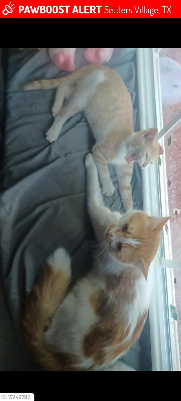 Lost Male Cat last seen N/A, Settlers Village, TX 77449