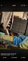 Lost Male Dog last seen 3rd underpass on right, Princeton, WV 24739