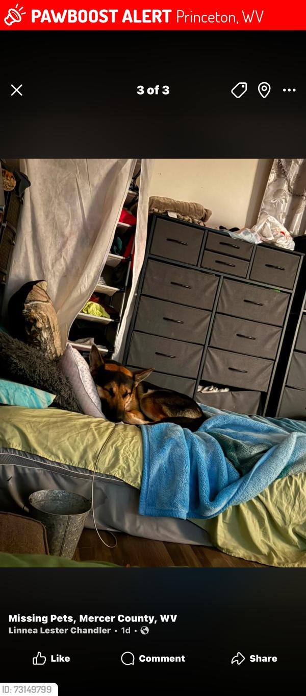 Lost Male Dog last seen 3rd underpass on right, Princeton, WV 24739
