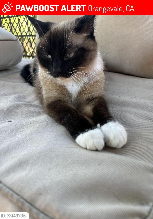 Lost Female Cat last seen Carrwood and Central, Orangevale, CA 95662