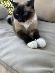 Lost Female Cat last seen Carrwood and Central, Orangevale, CA 95662