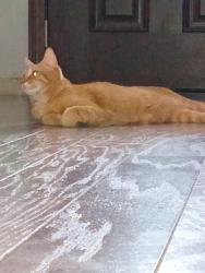 Lost Female Cat last seen Washington road, Gibbs road, Evans, GA 30809
