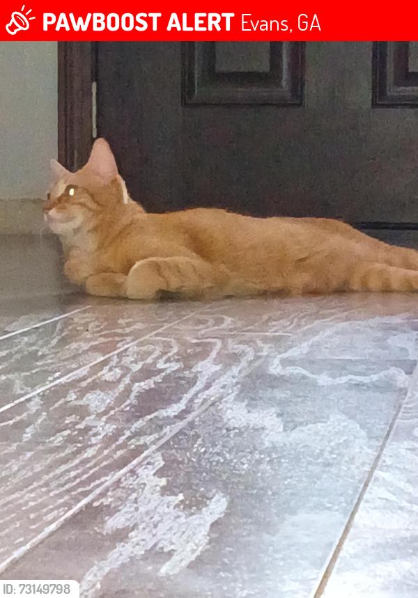 Lost Female Cat last seen Washington road, Gibbs road, Evans, GA 30809