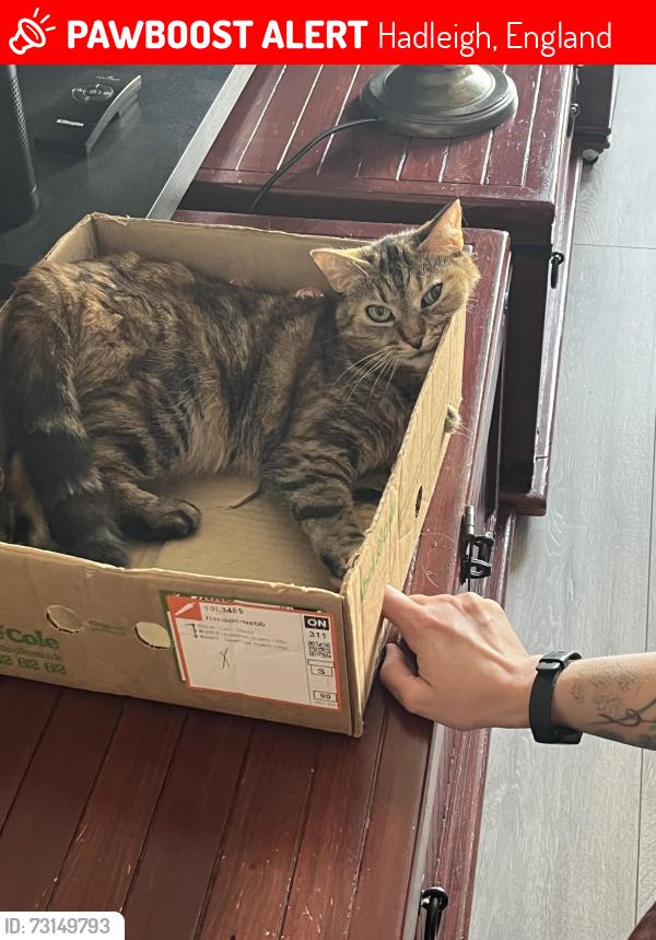 Lost Female Cat last seen Morrisons London rd Hadleigh/Templewood Court area, Hadleigh, England 
