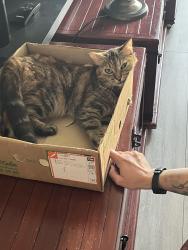 Lost Female Cat last seen Morrisons London rd Hadleigh/Templewood Court area, Hadleigh, England 
