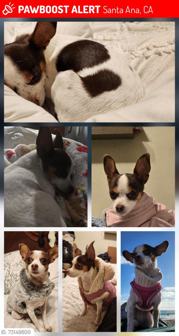 Lost Female Dog last seen S Manitoba Dr, Santa Ana, CA 92704