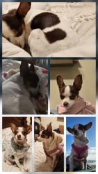 Lost Female Dog last seen S Manitoba Dr, Santa Ana, CA 92704