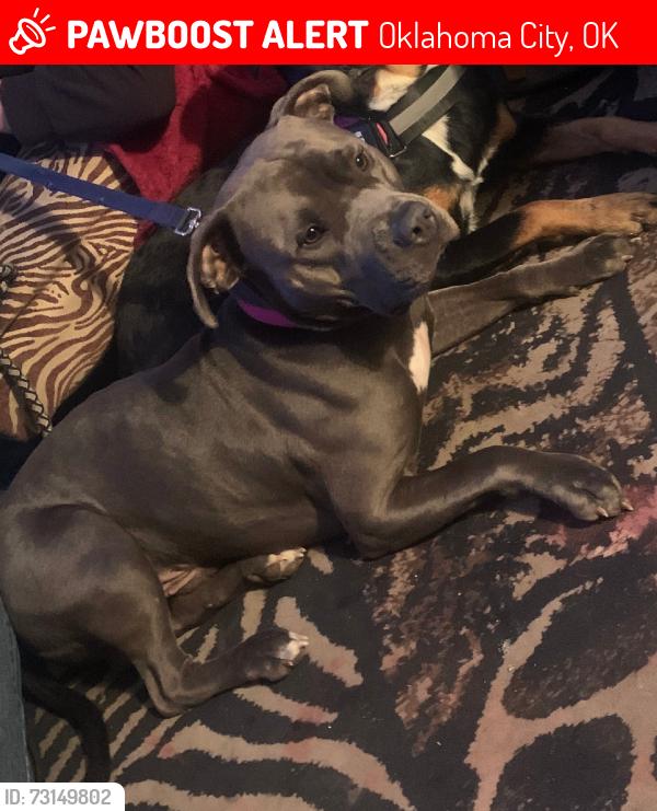 Lost Male Dog last seen 67th and portland, Oklahoma City, OK 73116