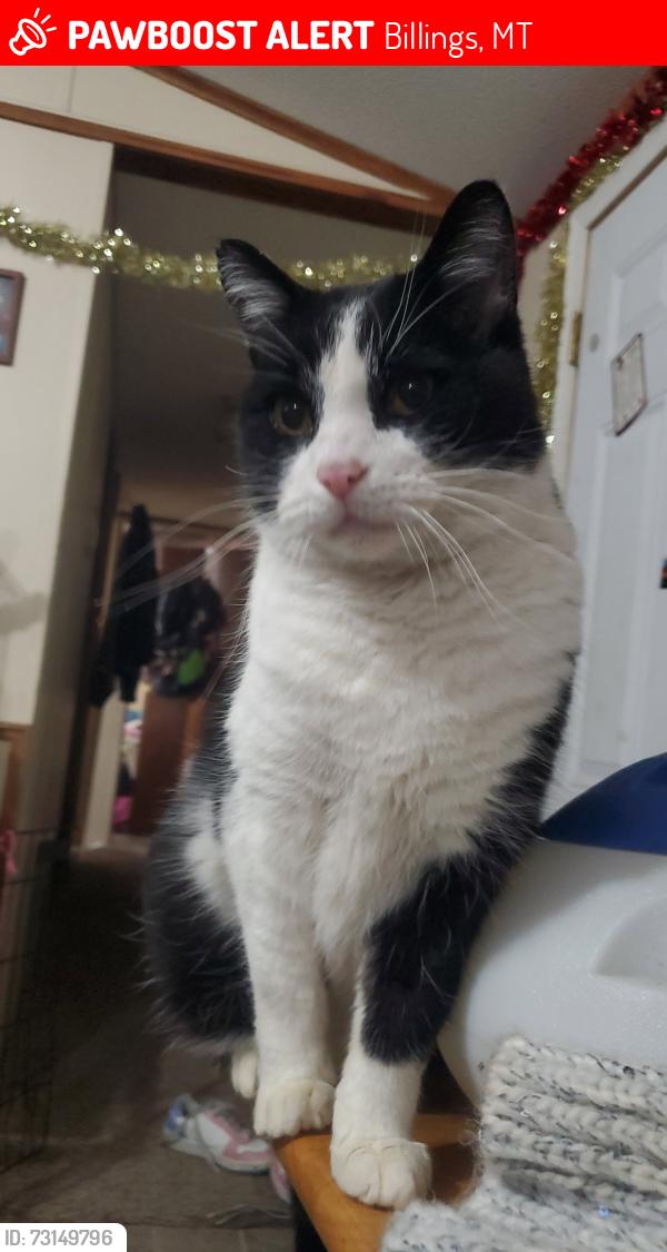 Lost Male Cat last seen he was last seen at hillside village billings mt 3rd street, Billings, MT 59101
