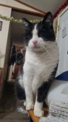 Lost Male Cat last seen he was last seen at hillside village billings mt 3rd street, Billings, MT 59101
