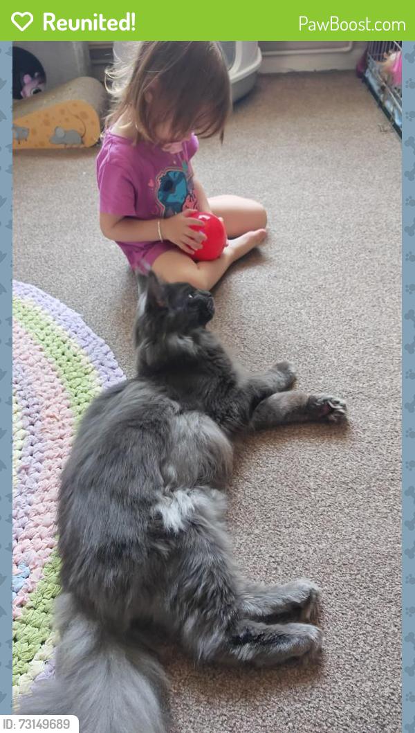 Reunited Male Cat last seen Jessie Road, St Christopher's Road play area, Hampshire, England PO9 3TP
